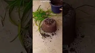 how to save your lily roots for next season #lily #daylily #daylilies #plants #flowerbulbs #seeds
