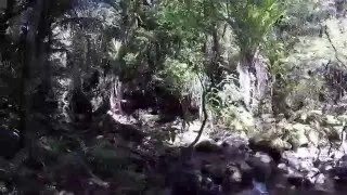 Piha Walks = Piha Valley Track - Black Rock Dam - Centennial Track - Kitekite Falls - Kitekite Track