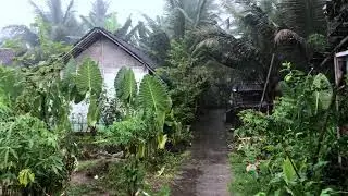 Monsoon Rain in Bali 🌴 Nature Ambience Sounds for Stress Relief