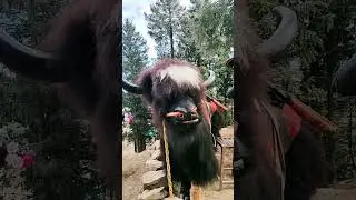 #yak #animals #beast #shimla #snow #mountains #furious #muscle #bull #beastmode #power #music