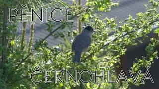 Pěnice Černohlavá / Eurasian Blackcap (Sylvia atricapilla)