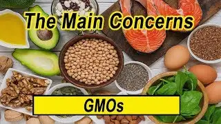 What Are The Main Concerns With GMO's? by Sheldon Krimsky