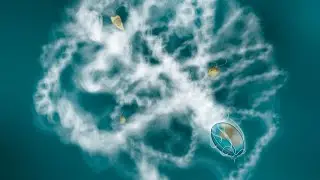 Talk: Stolen body parts, entrapment, paralysis &ndash; unseen battles in the ocean world