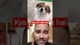 so cute puppy #puppy #funny #pets #collaboration #collabvideo #creatorcollab #youtubeshorts