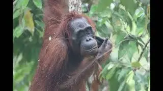 Primal Connections: Exploring the Lives of Orangutans