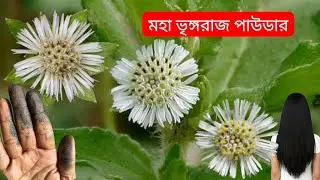 মহা ভৃঙ্গরাজ 🌼 পাউডার দিয়েই হেয়ার প্যাক,হেয়ার মাস্ক বানিয়ে নিতে পারবেন চুলের সুস্বাস্থ্যের জন্য|