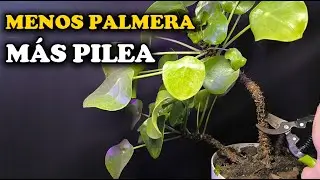 Elimina el tronco seco de tu Pilea 🌱