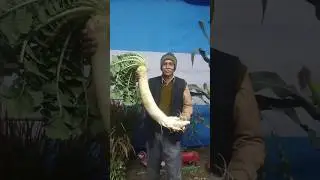 5 kg Raddish 😲| इतने बड़े मूली #shorts #youtube #short #shortsfeed