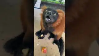 Meet one of the Red ruffed lemurs here at Chase Sanctuary