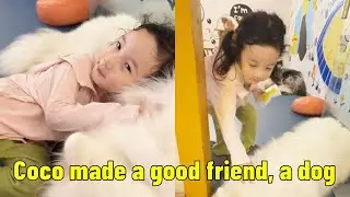 Coco made a good friend, a dog.【Parent-child Adventure CoCo】