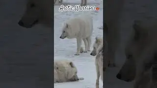 Majestic Arctic Wolves □□ #wolf @Just_4_Fun_007