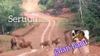 Jalan Baru #angon #bantusubscribe #bollywood #solokselatan #pekerjasawit #viral #mukbang #kebunsawit