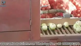 Industrial China Onion Peeler Machine Onion Cleaning Machine Test Video for Denmark Customer