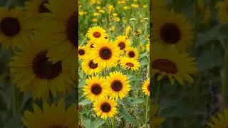 Sunflowers: Nature's Nuclear Cleanup Crew 🌻