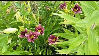 Garden Update Mid-July with a Couple of Indoor Plants at the End