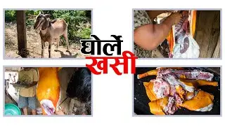 Ghorle Khasi Kateko | Mutton Cutting | Goat Meat Cutting | Khasi Ko Masu | Ramesh Deupate
