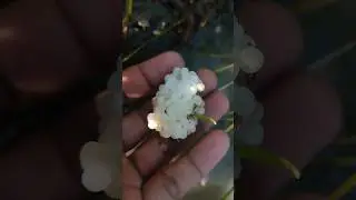 Egg Hatching Moment 🐣 | Nature Short in HD | #shorts #viral #trending #youtubeshorts #youtube #new