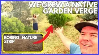 Growing AUSSIE NATIVE GARDEN on Nature Strip Verge