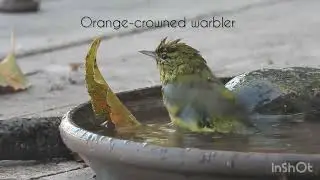 Orange-crowned warbler in birdbath 