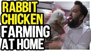 Apne Ghar ki Chatt pr Farm | Rabbit & Fancy Chicken Farming in Pakistan | Azad Chaiwala