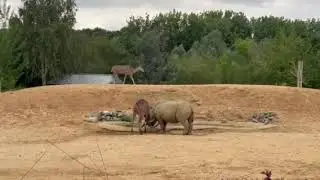 Greater Kudu with Southern White Rhino - Play behaviour
