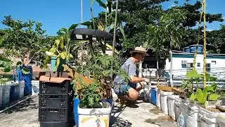 Como Adubar Frutíferas, (Graviola, Ameixa Amarela, Pitanga, Goiabas) Orgânicas Com Húmus de Minhoca
