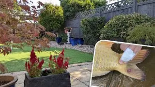 Koi ulcer (tail) and garden revamp