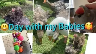🥰#petparrot #petchickens #babychicks #petgoose #birds #indianringneck #petvideos #animallover #pets