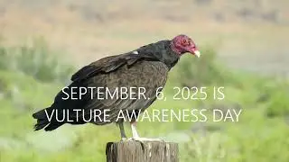 SEPTEMBER 6, 2025 IS INTERNATIONAL VULTURE AWARENESS DAY