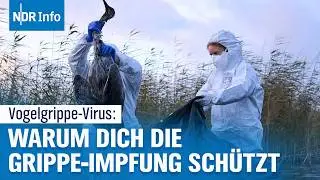 Vogelgrippe breitet sich aus: Droht Ansteckung beim Menschen? | NDR Info