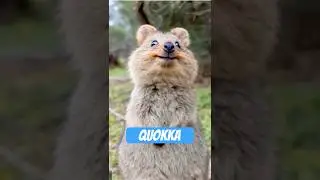 Quokka &ndash; das l&auml;chelnde &Uuml;berlebenswunder