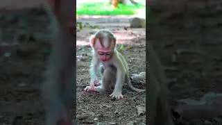 #monkeyrose #babymonkey