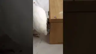 Nora the Bare Eyed Cockatoo
