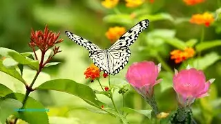 Beautiful Relaxing Hymns Instruments With Nature In Peaceful Healing Rain