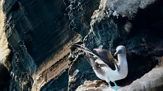 Docs In The Wild - Galapagos Blue Footed Booby Diving
