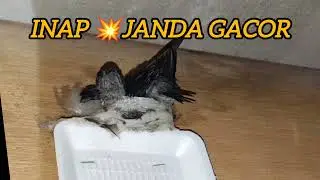 SUARA INAP 💥JANDA GACOR