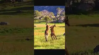 Kangaroo Best monster fight animal in the world #wildlife #fighting #shorts