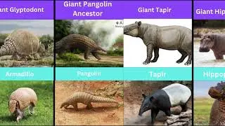 Extinct Giants That Became Small Modern Animals Part 1 to 3
