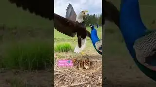 Eagle 🦅 Vs Peacock 🦚 | Will she Saves her Little Ones From Eagle?