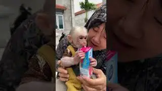 bobo steals mother's milk #monkey #monkeybob #cute #monkeybobo