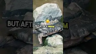 Rockalina's Ray of Sunshine: A Turtle's Journey from Darkness to Light