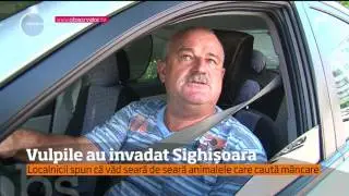 Vulpile au invadat Sighişoara