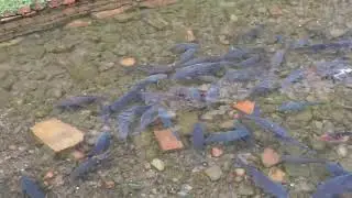 Village Pond Fishing Hunting Big Carp Fish Amazing Fishing 🎣