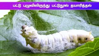 பட்டு நூல் தொழிற்சாலை | Silk manufacturing Process in tamil | Silk Factory |  FACTORY IN TAMIL