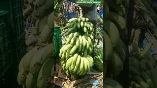 GFC_MUMBAI | EXPORT_QUALITY_BANANAS_PACKING #BANAN #BAN #PISANG #BANANY #Pisangya