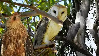 Birds of Prey Australia: Incredible Footage of 11 Raptors in the Wild