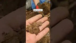 Bale Seal Day metal detecting a hole that gave up 26 Bale seals