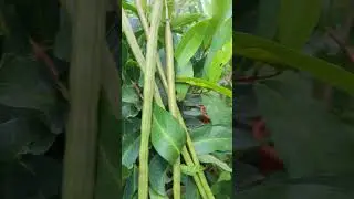 Drumstick Farming in Terrace Garden  / Benefits #munakkaya