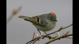 RUBY CROWNED KINGLETS, MOUNT AUBURN, THURS. APRIL 14, 2022 1