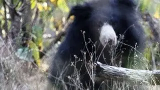 WILD SLOTH BEAR! SAFARI INDIA #4